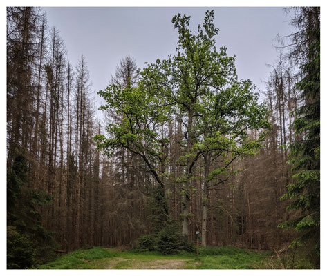 Ein Lebenszeichen: die Eichengruppe am Stimmersdorfer Weg