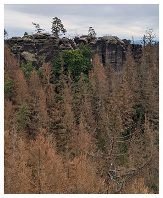 Waldschäden auch hier: der Borkenkäfer hat zugeschlagen