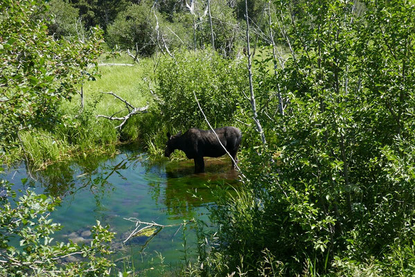 Moose