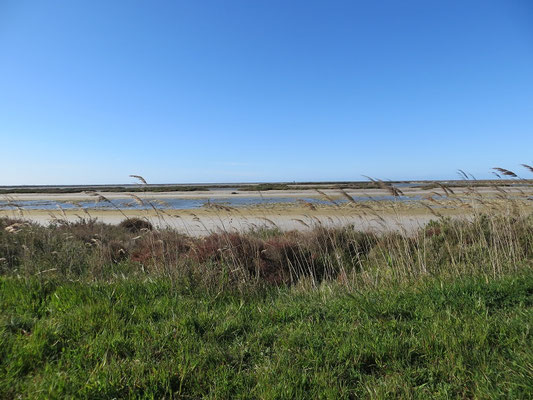 Camargue