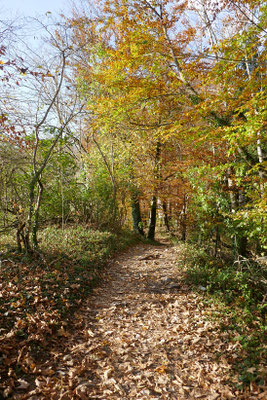 Biogradska Gora Nationalpark