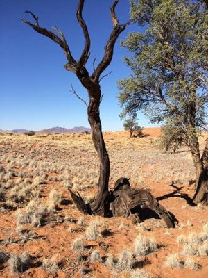 wunderschöne Landschaft im NamibRand Gebiet