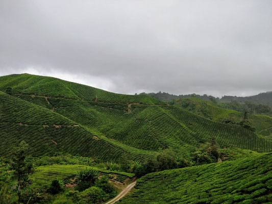 Cameron Highlands