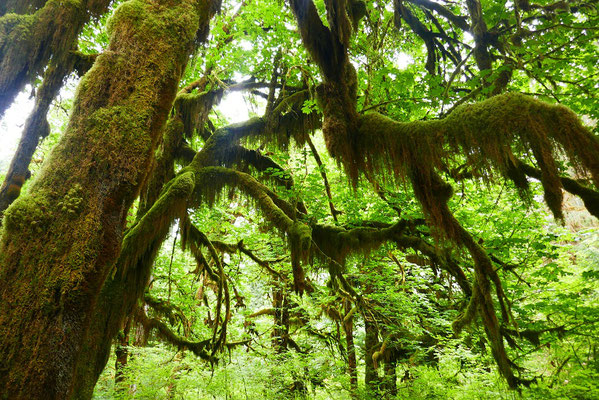 Hoh River Rainforest