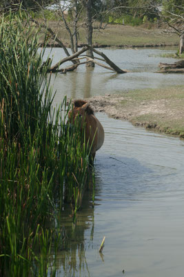Hortobágy Nationalpark