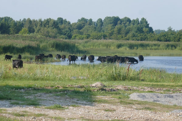 Saaremaa