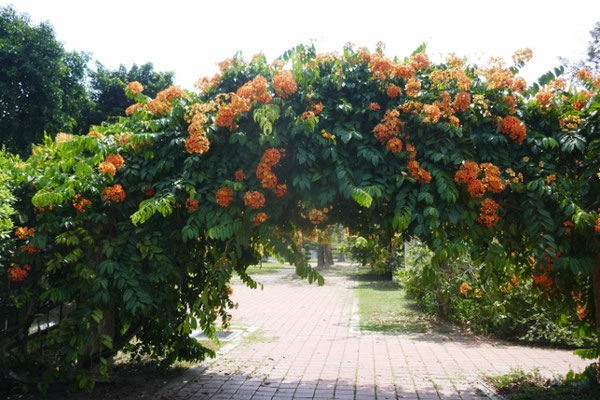 botanischer Garten auf Penang