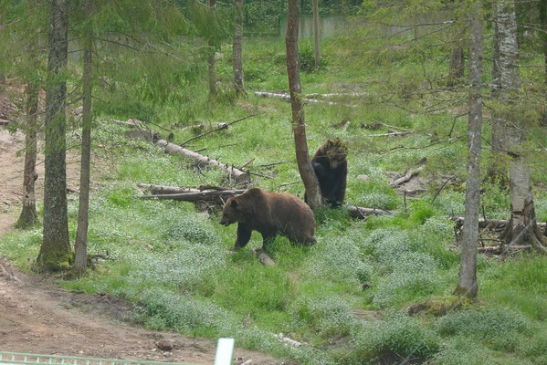 Wildtierpark Ligatne