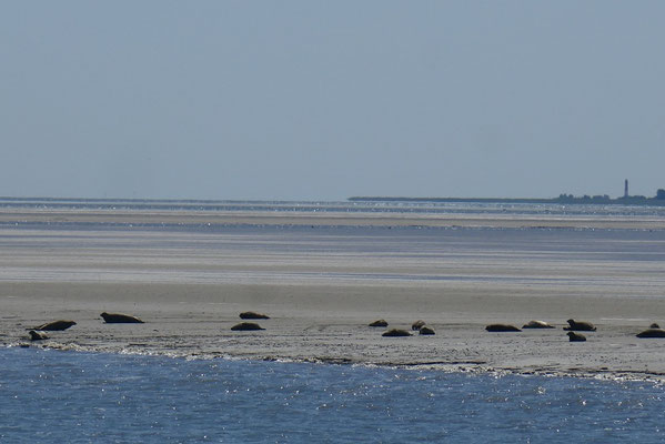 Seehunde im Wattenmeer