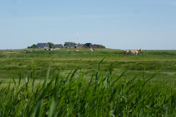 Hallig Hooge
