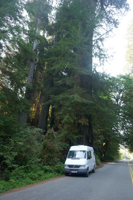 Fahrt durch riesige Redwood-Wälder
