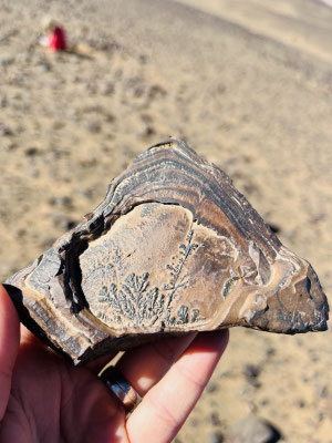 super spannende Fossilien