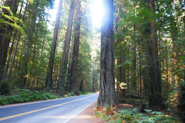 Die Avenue of the Giants