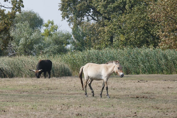 Hortobágy Nationalpark