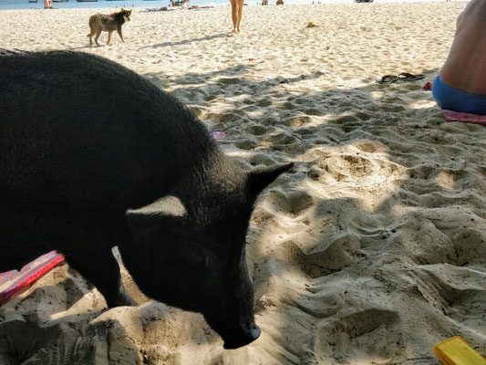 unerwarteter Besuch am Strand :)