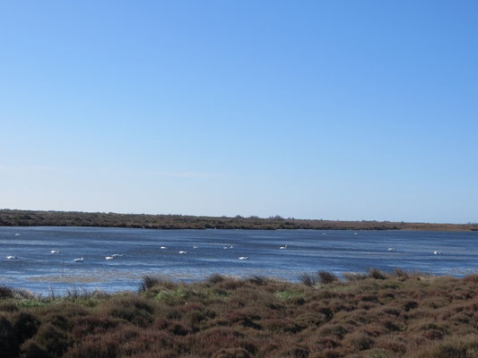 Camargue