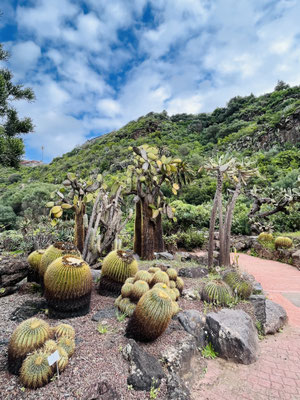 Jardin Canario