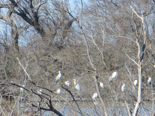 Camargue