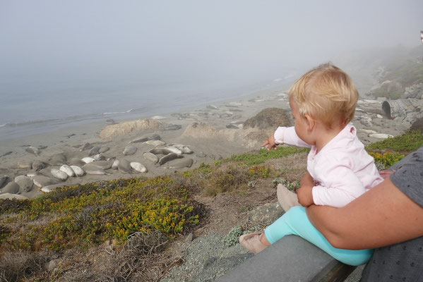 Seeelefanten am Point Piedras Blancas