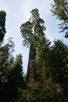 der zweithöchste Baum der Welt