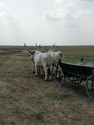Hortobágy Nationalpark