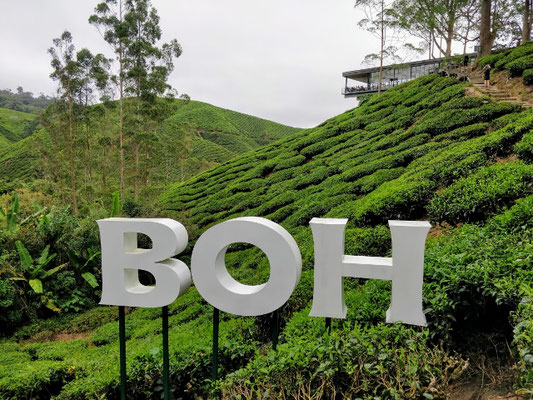 Cameron Highlands - BOH Plantage