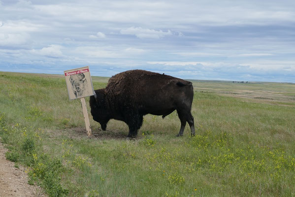 Vorsicht Bison ;)