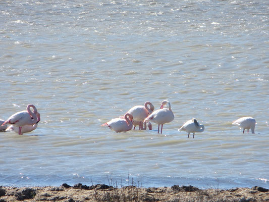 Camargue