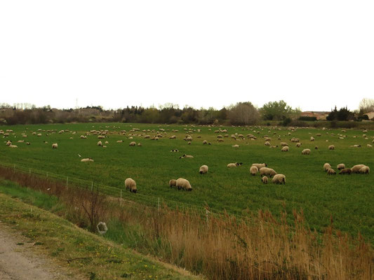 Camargue