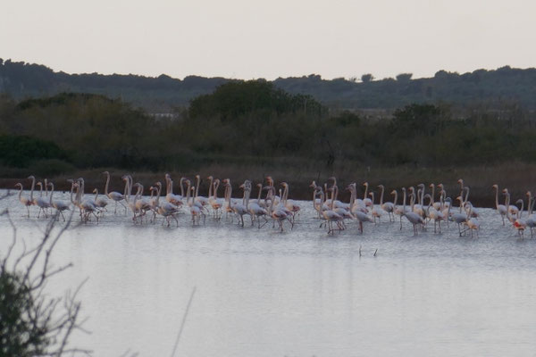 Flamingos in der Gialova Lagune