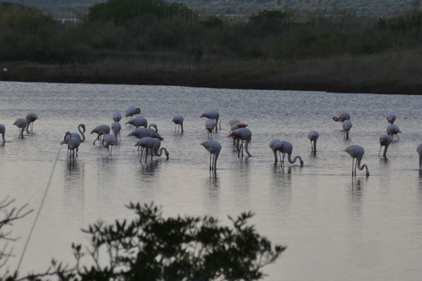 Flamingos in der Gialova Lagune