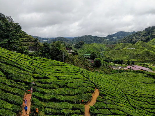 Cameron Highlands - Cameron Bahat Plantage