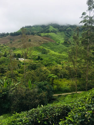 Cameron Highlands