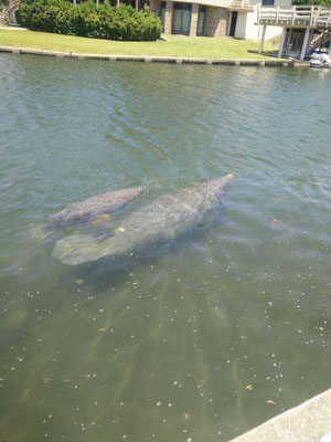 Manatees :)