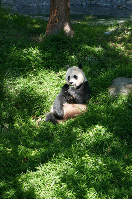 Washington DC - Zoo