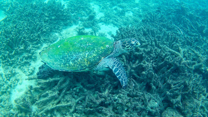 Trincomalee