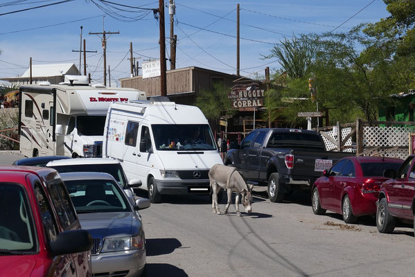 die wilden Eselchen von Oatman