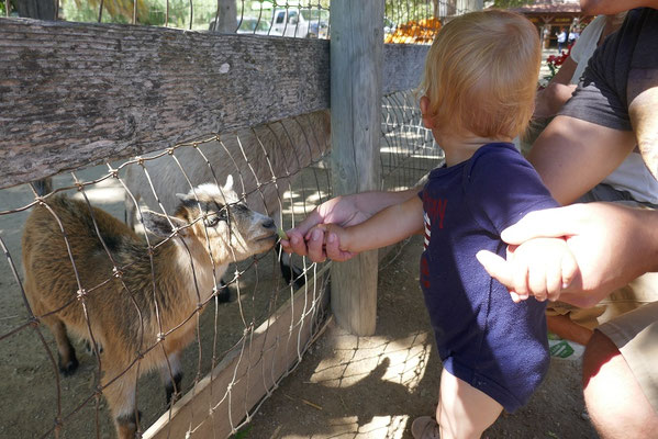 Ziegen füttern auf der Avila Valley Farm