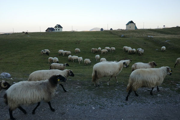 Durmitor Nationalpark - Besucher auf der Straße