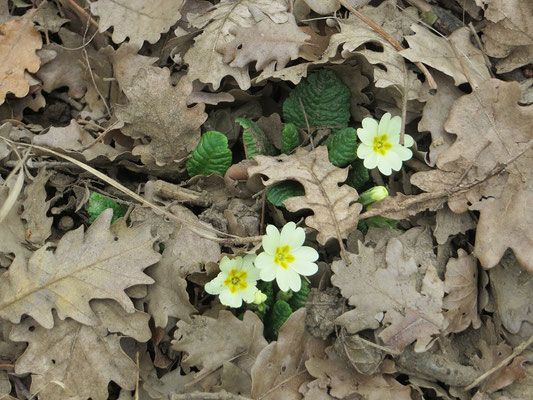der Frühling naht