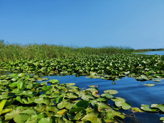 Donau Delta