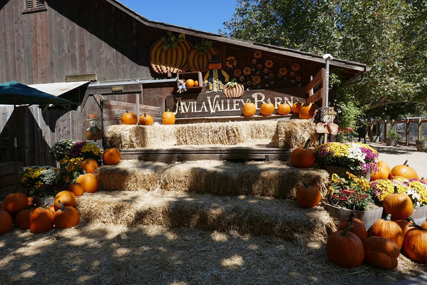 Avila Valley Barn - langsam wurde es Herbst