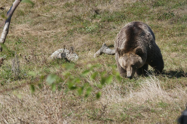 Bear Sanctuary von 4Pfoten