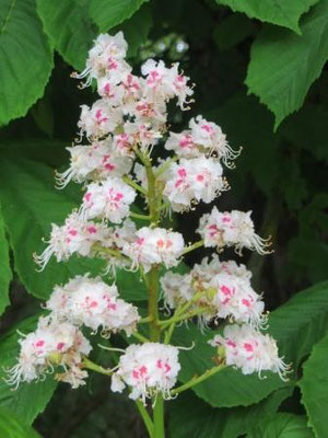 Im Hainich Nationalpark - schöne Blumen