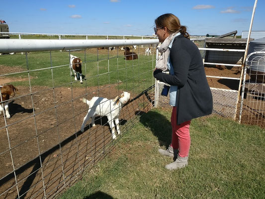 Ziegen füttern auf der P_Barn Farm