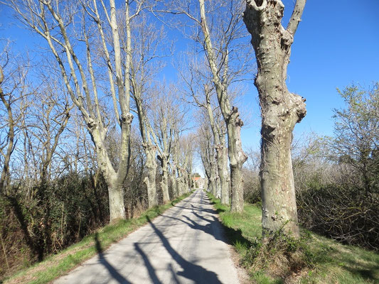 Camargue