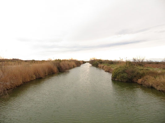 Camargue