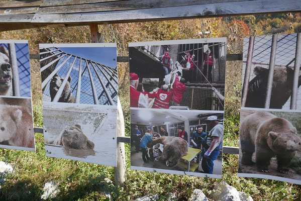 Bear Sanctuary von 4Pfoten