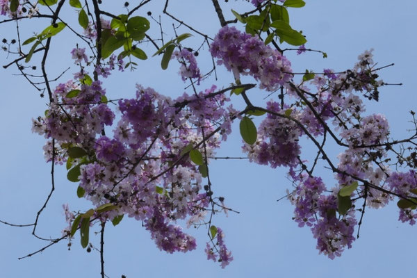botanischer Garten auf Penang