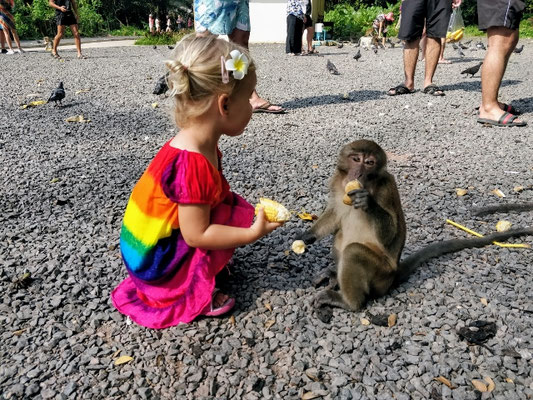 Affen füttern im Tempel Wat Suwan Kuha